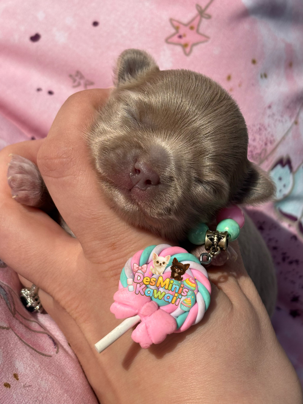 Des Minis Kawaii - Chihuahua - Portée née le 27/01/2026